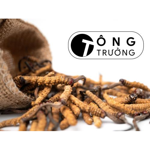 Đông Trùng Hạ Thảo - Định Nghĩa, Thành Phần Hóa Học Và 10 Tác Dụng Quan Trọng