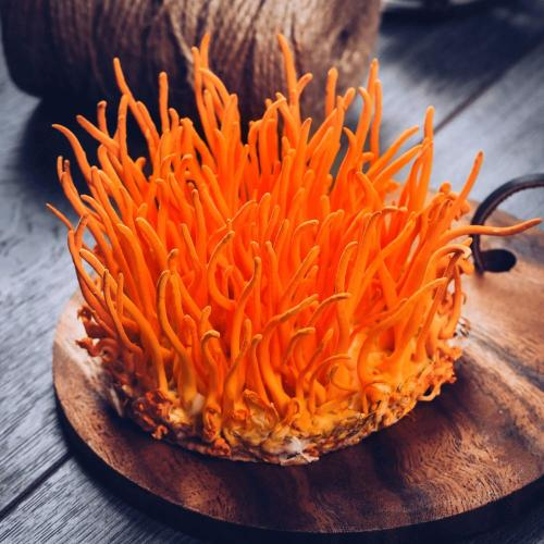 Cách Dùng Đông Trùng Hạ Thảo Đúng Cách Để Đạt Hiệu Quả Tối Đa